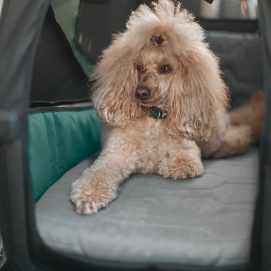 Thule Bexey dog bed L